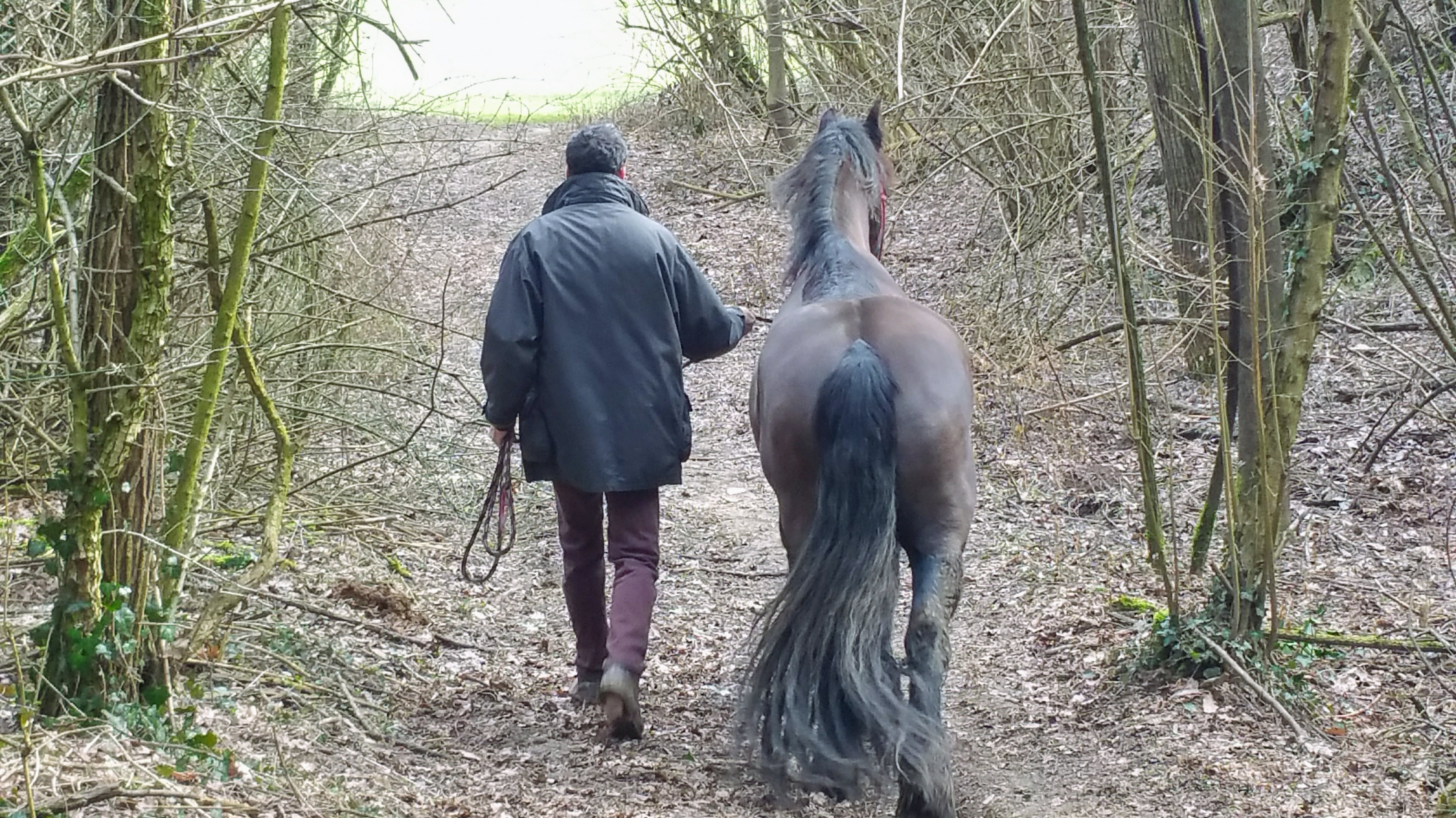 HorseWalking in campagna — immagine 2
