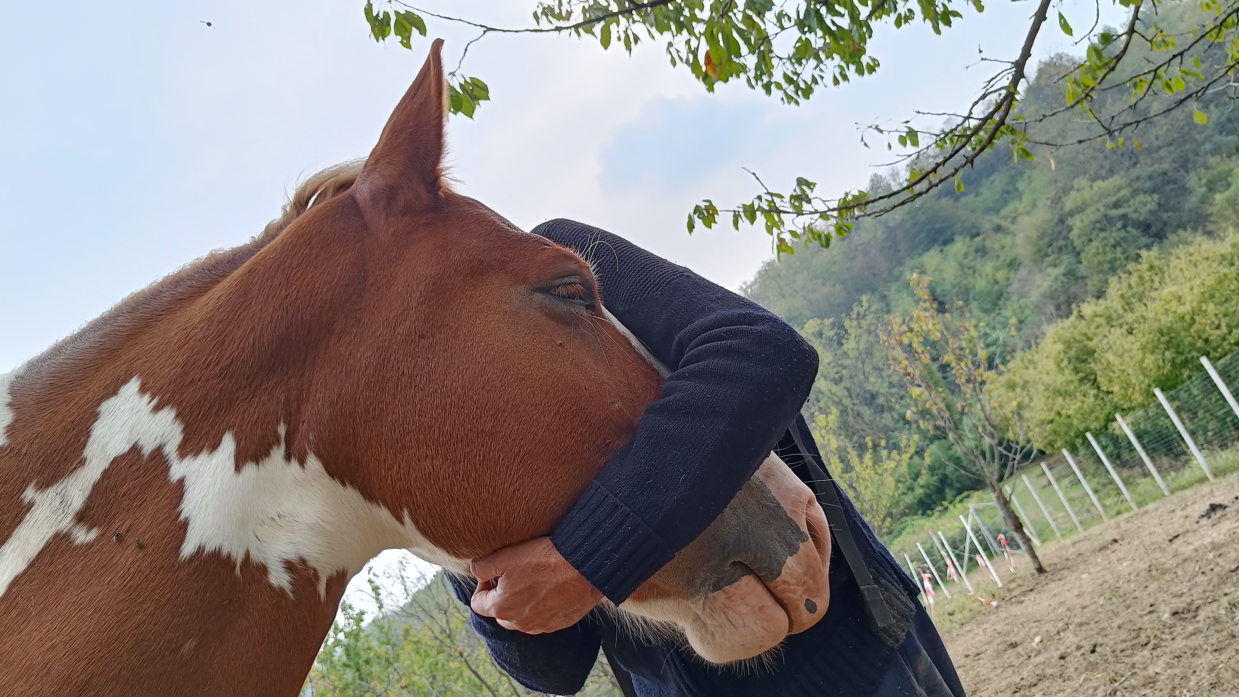 HorseWalking in campagna — immagine 3