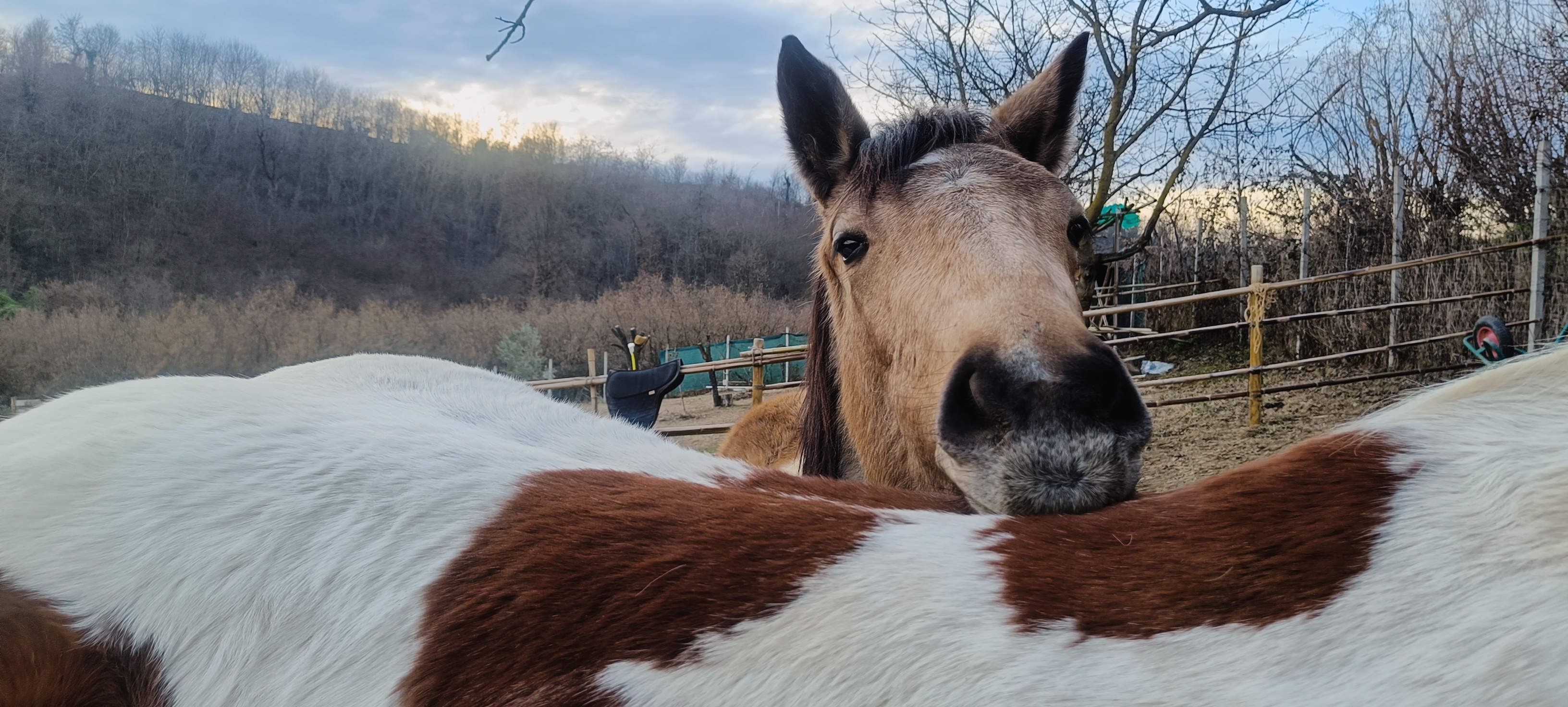 HorseWalking in campagna — immagine 5
