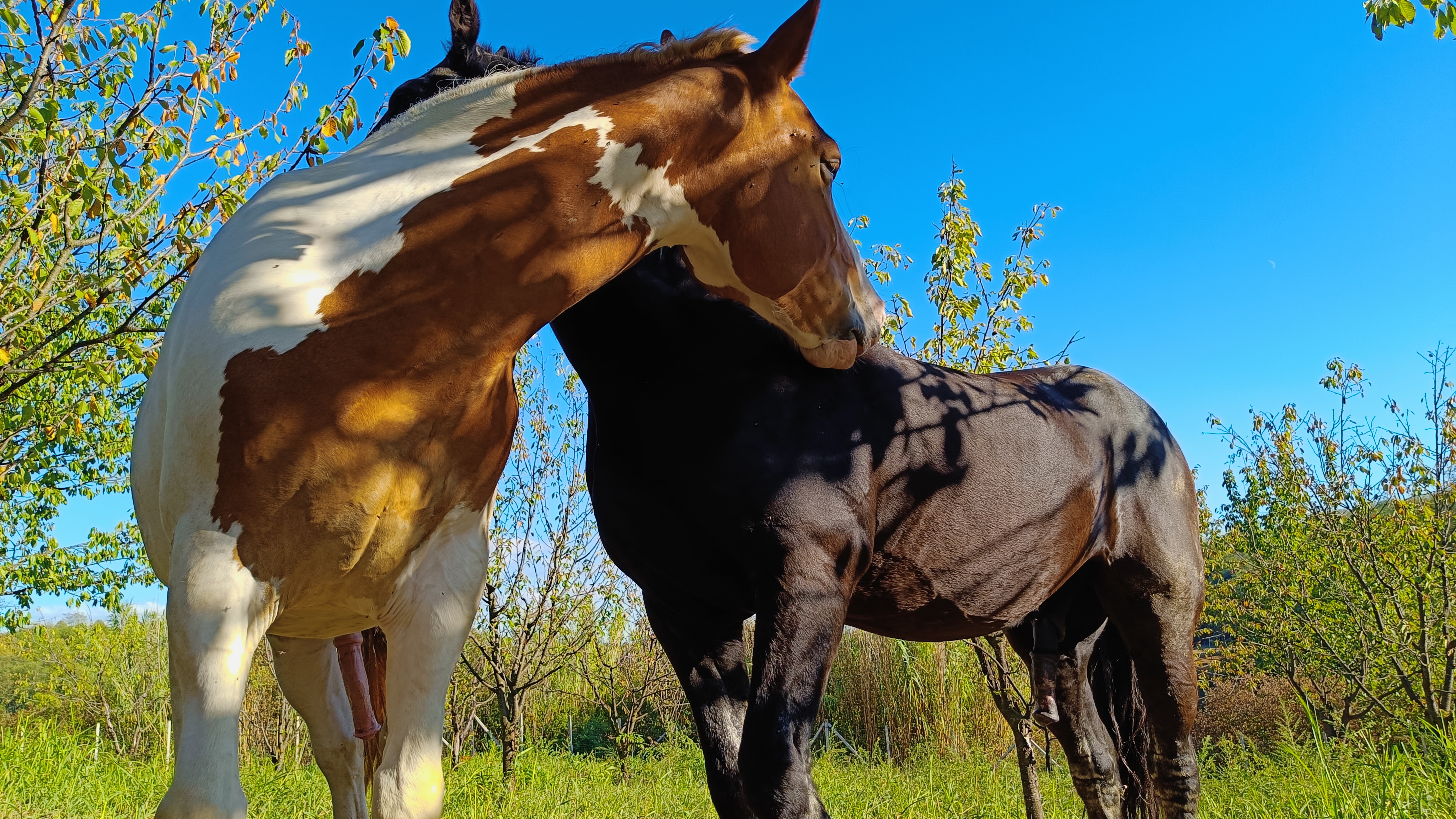 HorseWalking in campagna — immagine 6