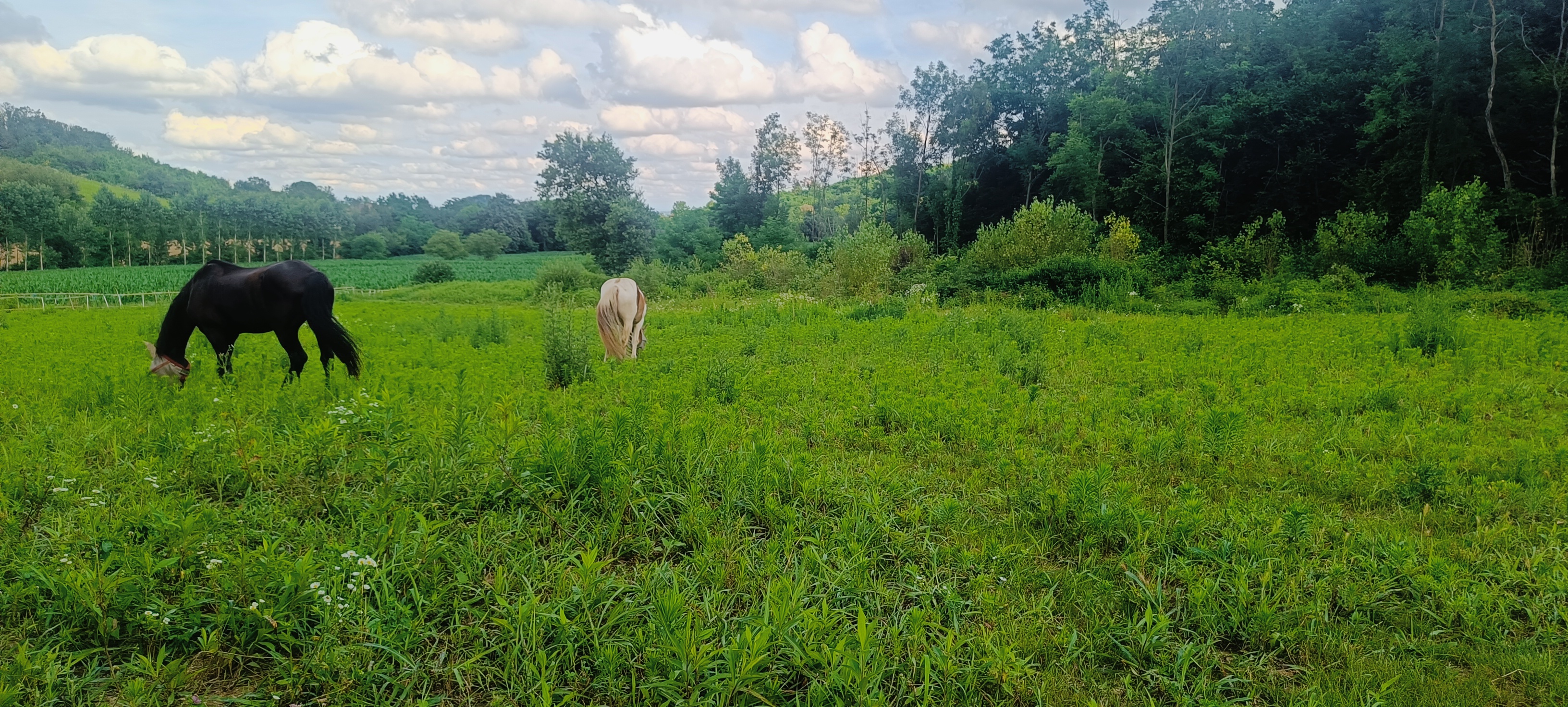 HorseWalking in campagna — immagine 7