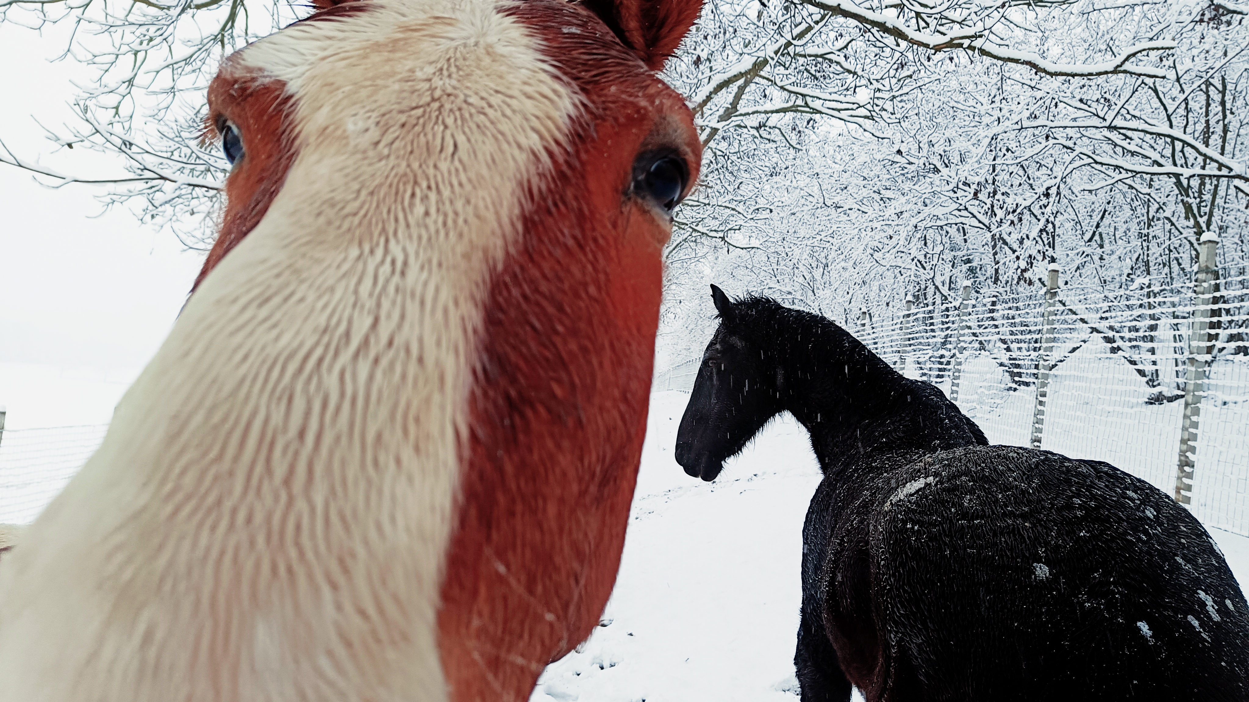 HorseWalking in campagna — immagine 9